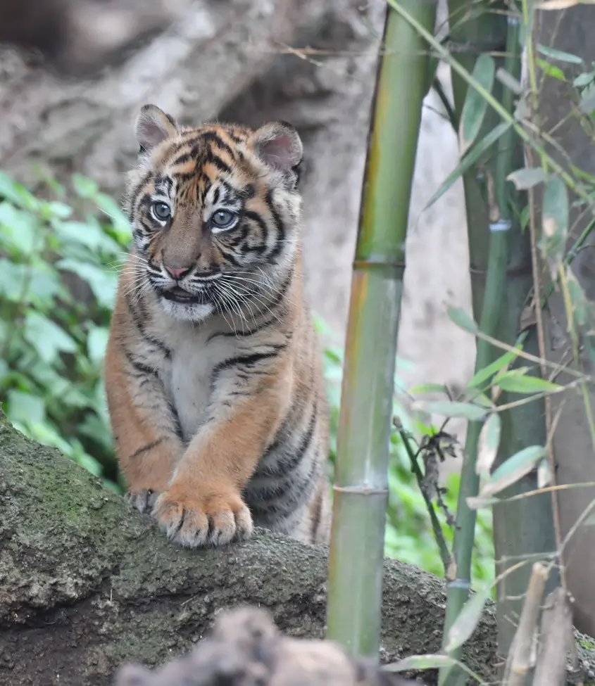 Pictured is the tiger Kala with her mother. Little Kala is at the Bio Parco in Rome.