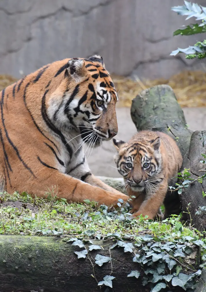 Pictured is the tiger Kala with her mother. Little Kala is at the Bio Parco in Rome.