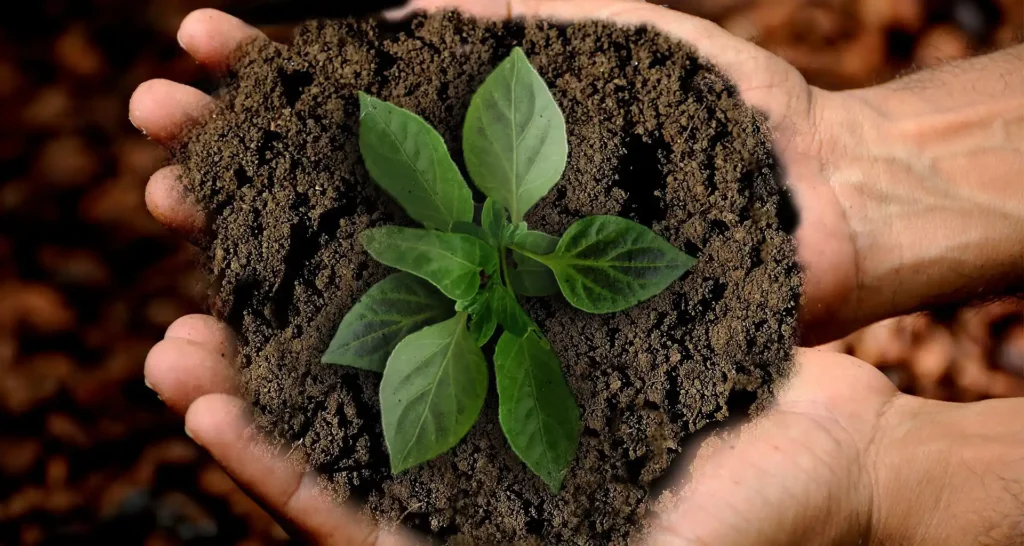 The image shows the hands of a man holding a fistful of soil with a green seedling.